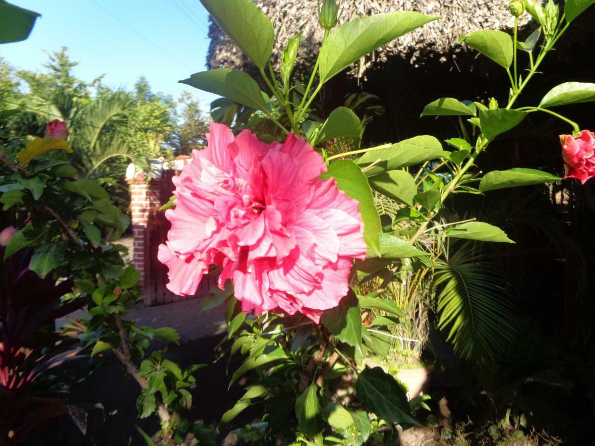 Hostal Rancho Sabor Isleno - Ometepe Altagracia Exterior foto